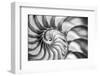 USA, Martinsville, Indiana. Macro view of the interior of a nautilus shell.-Deborah Winchester-Framed Photographic Print