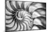 USA, Martinsville, Indiana. Macro view of the interior of a nautilus shell.-Deborah Winchester-Mounted Photographic Print