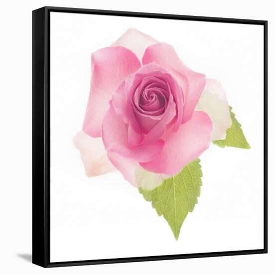 USA, Maryland, Bethesda, Pink Rose, Digitally Altered-Hollice Looney-Framed Stretched Canvas