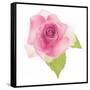 USA, Maryland, Bethesda, Pink Rose, Digitally Altered-Hollice Looney-Framed Stretched Canvas