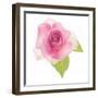 USA, Maryland, Bethesda, Pink Rose, Digitally Altered-Hollice Looney-Framed Photographic Print