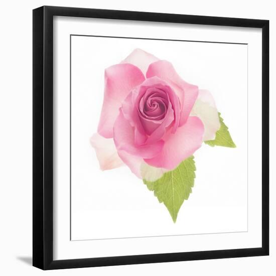 USA, Maryland, Bethesda, Pink Rose, Digitally Altered-Hollice Looney-Framed Photographic Print