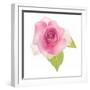 USA, Maryland, Bethesda, Pink Rose, Digitally Altered-Hollice Looney-Framed Photographic Print