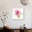 USA, Maryland, Bethesda, Pink Rose, Digitally Altered-Hollice Looney-Photographic Print displayed on a wall