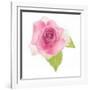 USA, Maryland, Bethesda, Pink Rose, Digitally Altered-Hollice Looney-Framed Photographic Print