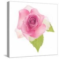 USA, Maryland, Bethesda, Pink Rose, Digitally Altered-Hollice Looney-Stretched Canvas