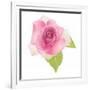 USA, Maryland, Bethesda, Pink Rose, Digitally Altered-Hollice Looney-Framed Photographic Print