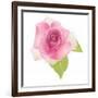 USA, Maryland, Bethesda, Pink Rose, Digitally Altered-Hollice Looney-Framed Photographic Print
