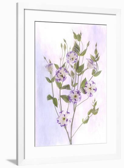 USA, Maryland, Bethesda, Purple and White, Digitally Altered-Hollice Looney-Framed Premium Photographic Print