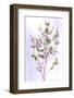 USA, Maryland, Bethesda, Purple and White, Digitally Altered-Hollice Looney-Framed Photographic Print
