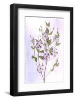 USA, Maryland, Bethesda, Purple and White, Digitally Altered-Hollice Looney-Framed Photographic Print