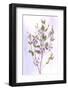 USA, Maryland, Bethesda, Purple and White, Digitally Altered-Hollice Looney-Framed Photographic Print