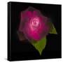 USA, Maryland, Bethesda, Rose on Black-Hollice Looney-Framed Stretched Canvas