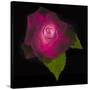 USA, Maryland, Bethesda, Rose on Black-Hollice Looney-Stretched Canvas