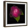 USA, Maryland, Bethesda, Rose on Black-Hollice Looney-Framed Photographic Print