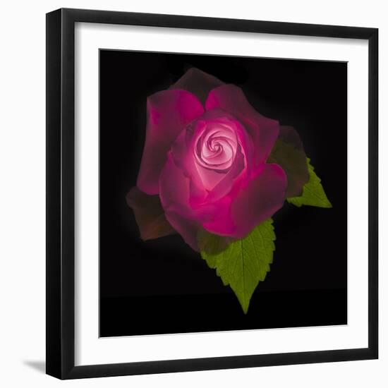 USA, Maryland, Bethesda, Rose on Black-Hollice Looney-Framed Photographic Print