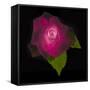 USA, Maryland, Bethesda, Rose on Black-Hollice Looney-Framed Stretched Canvas