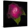 USA, Maryland, Bethesda, Rose on Black-Hollice Looney-Stretched Canvas