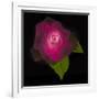 USA, Maryland, Bethesda, Rose on Black-Hollice Looney-Framed Photographic Print