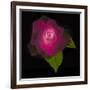 USA, Maryland, Bethesda, Rose on Black-Hollice Looney-Framed Photographic Print