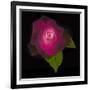 USA, Maryland, Bethesda, Rose on Black-Hollice Looney-Framed Photographic Print