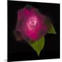 USA, Maryland, Bethesda, Rose on Black-Hollice Looney-Mounted Photographic Print