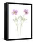 Usa, Maryland, Bethesda. Two poppies-Hollice Looney-Framed Stretched Canvas