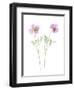 Usa, Maryland, Bethesda. Two poppies-Hollice Looney-Framed Photographic Print