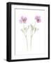 Usa, Maryland, Bethesda. Two poppies-Hollice Looney-Framed Photographic Print