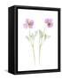 Usa, Maryland, Bethesda. Two poppies-Hollice Looney-Framed Stretched Canvas