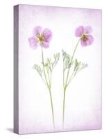 Usa, Maryland, Bethesda. Two poppies-Hollice Looney-Stretched Canvas