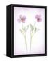 Usa, Maryland, Bethesda. Two poppies-Hollice Looney-Framed Stretched Canvas