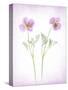 Usa, Maryland, Bethesda. Two poppies-Hollice Looney-Stretched Canvas