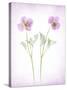 Usa, Maryland, Bethesda. Two poppies-Hollice Looney-Stretched Canvas