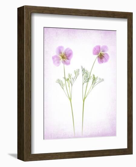 Usa, Maryland, Bethesda. Two poppies-Hollice Looney-Framed Photographic Print