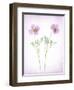 Usa, Maryland, Bethesda. Two poppies-Hollice Looney-Framed Photographic Print