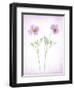 Usa, Maryland, Bethesda. Two poppies-Hollice Looney-Framed Photographic Print