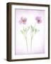Usa, Maryland, Bethesda. Two poppies-Hollice Looney-Framed Photographic Print