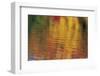 Usa, Massachusetts, Acton. Reflection of autumn foliage in pond with ripples.-Merrill Images-Framed Photographic Print