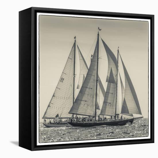 USA, Massachusetts, Cape Ann, Gloucester. Gloucester Schooner Festival, schooner parade of sail.-Walter Bibikow-Framed Stretched Canvas