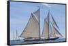 USA, Massachusetts, Cape Ann, Gloucester. Gloucester Schooner Festival, schooner parade of sail.-Walter Bibikow-Framed Stretched Canvas