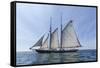 USA, Massachusetts, Cape Ann, Gloucester. Gloucester Schooner Festival, schooner parade of sail.-Walter Bibikow-Framed Stretched Canvas