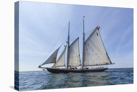 USA, Massachusetts, Cape Ann, Gloucester. Gloucester Schooner Festival, schooner parade of sail.-Walter Bibikow-Stretched Canvas