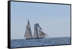 USA, Massachusetts, Cape Ann, Gloucester. Gloucester Schooner Festival, schooner parade of sail.-Walter Bibikow-Framed Stretched Canvas