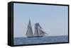 USA, Massachusetts, Cape Ann, Gloucester. Gloucester Schooner Festival, schooner parade of sail.-Walter Bibikow-Framed Stretched Canvas