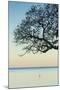USA, Massachusetts, Cape Ann, Rockport, tree over Front Beach at dusk-Walter Bibikow-Mounted Premium Photographic Print
