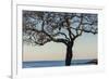 USA, Massachusetts, Cape Ann, Rockport, tree over Front Beach at dusk-Walter Bibikow-Framed Premium Photographic Print