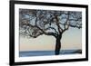 USA, Massachusetts, Cape Ann, Rockport, tree over Front Beach at dusk-Walter Bibikow-Framed Premium Photographic Print