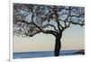 USA, Massachusetts, Cape Ann, Rockport, tree over Front Beach at dusk-Walter Bibikow-Framed Photographic Print