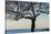 USA, Massachusetts, Cape Ann, Rockport, tree over Front Beach at dusk-Walter Bibikow-Stretched Canvas